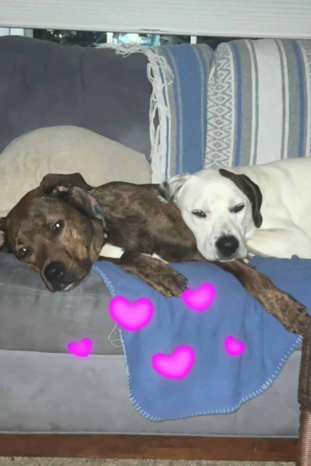 Kathy Bowen Bio image dogs